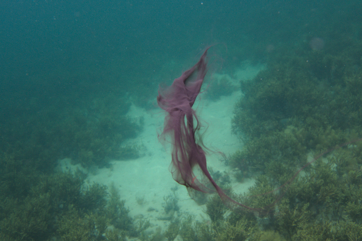 Sepioteuthis australis - Southern Calamari