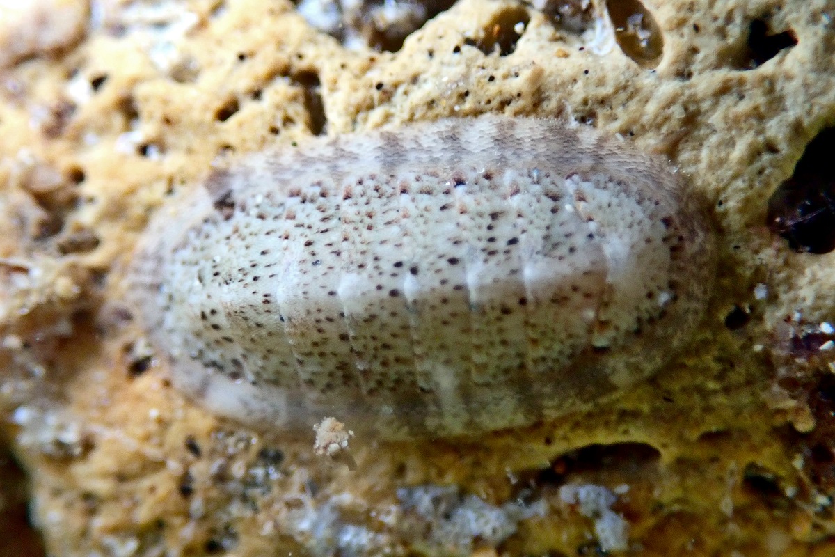 Ischnochiton elongatus