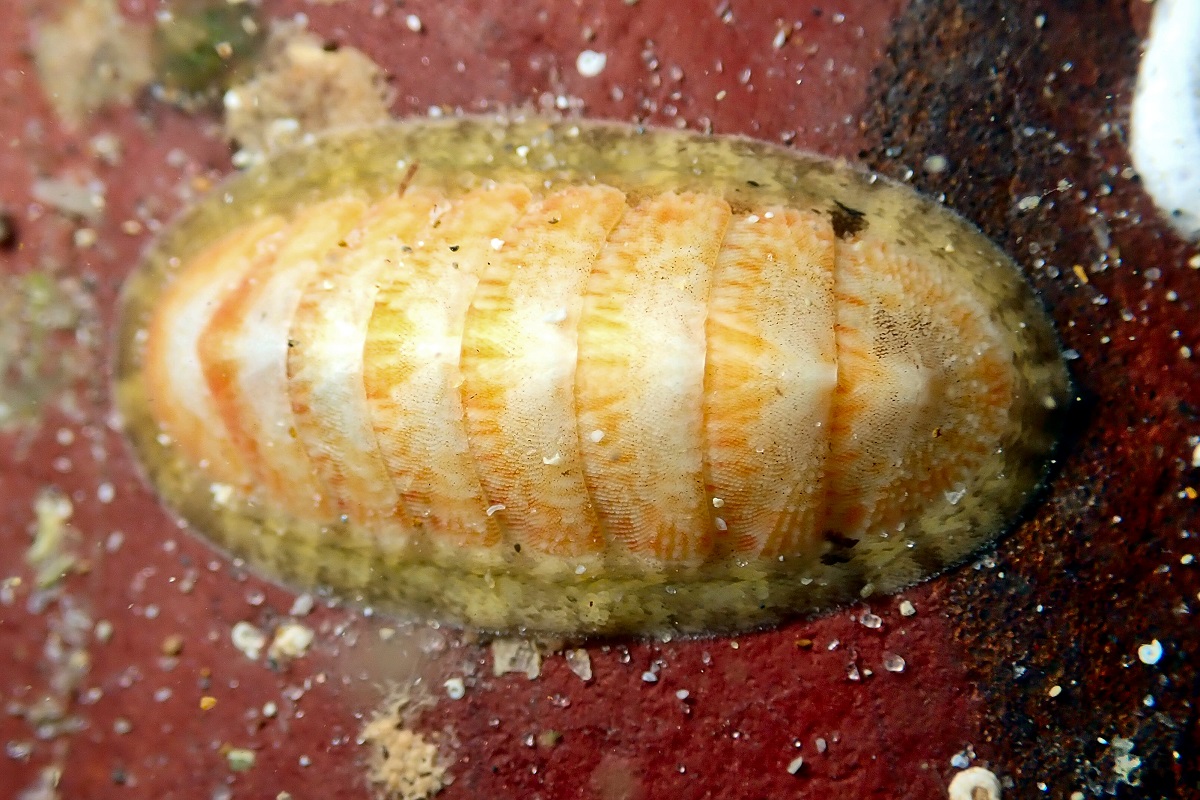 Ischnochiton elongatus