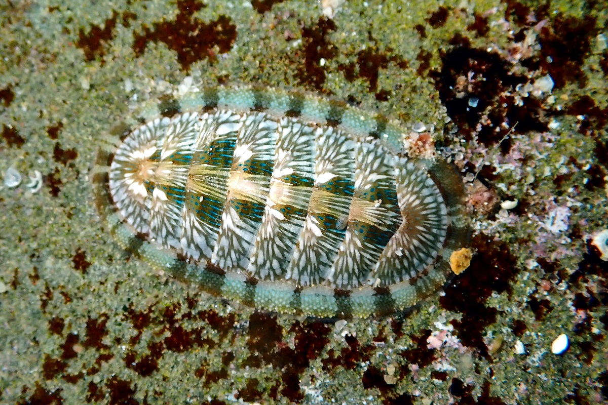 Ischnochiton smaragdinus