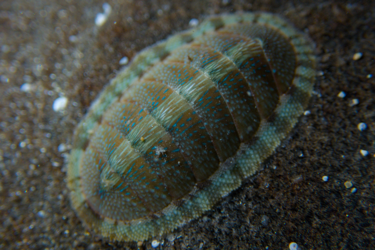 Ischnochiton smaragdinus