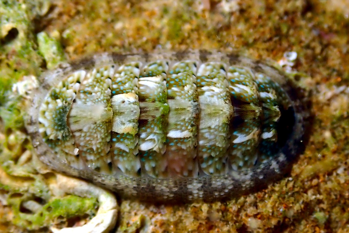 Ischnochiton thomasi