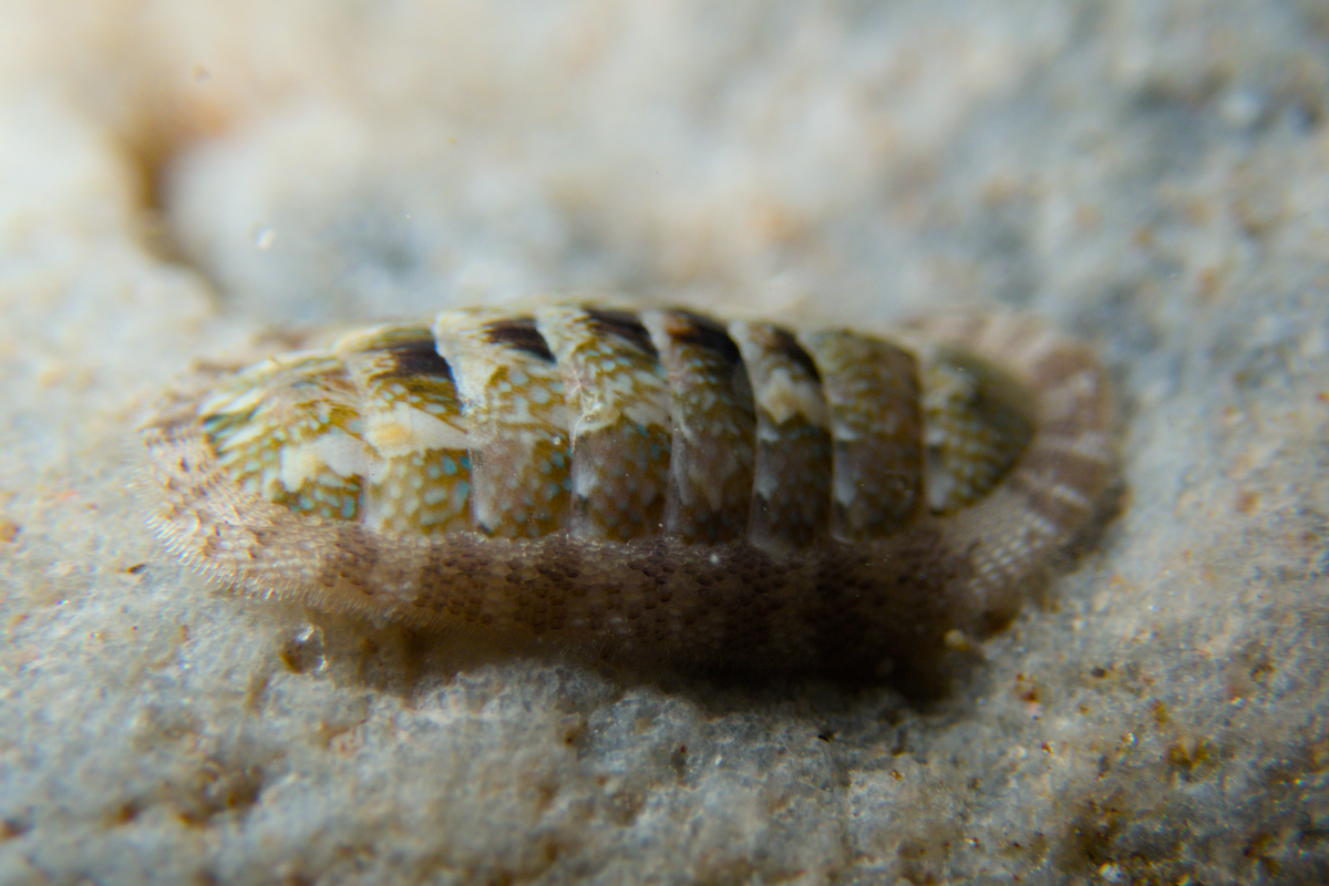 Ischnochiton thomasi