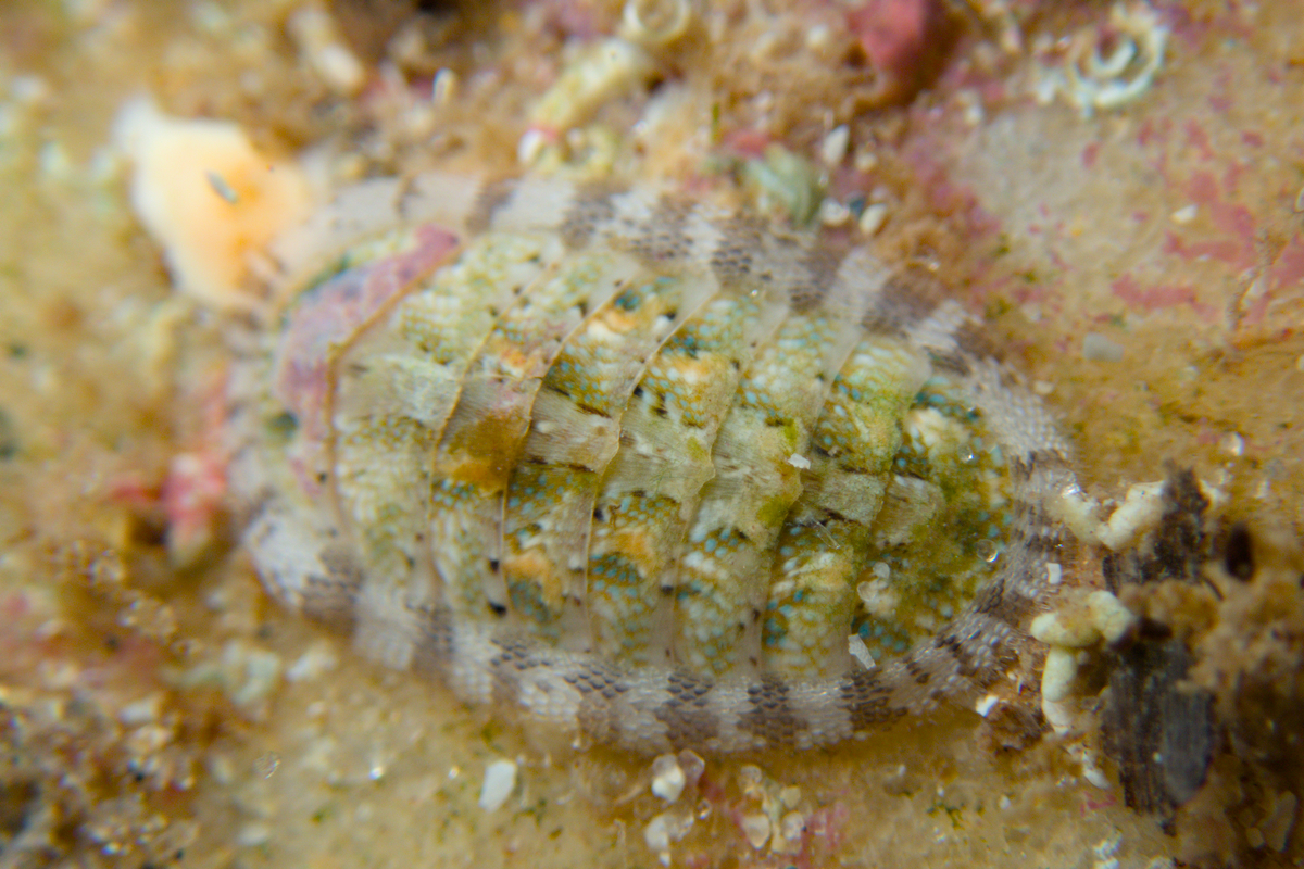 Ischnochiton thomasi