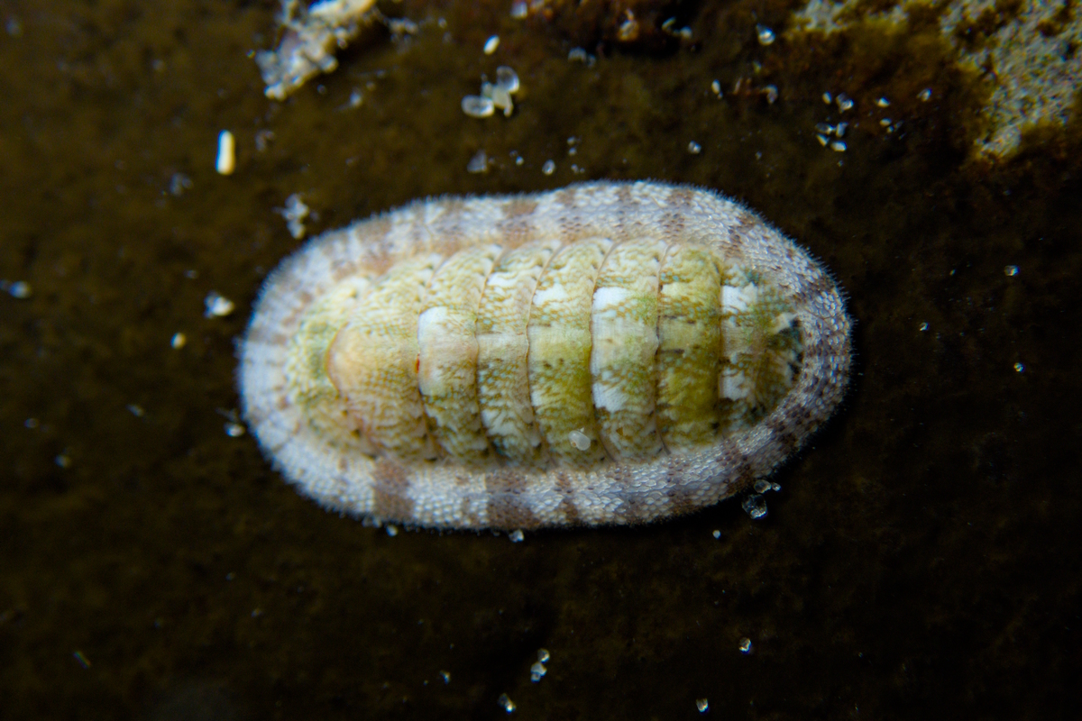 Ischnochiton thomasi