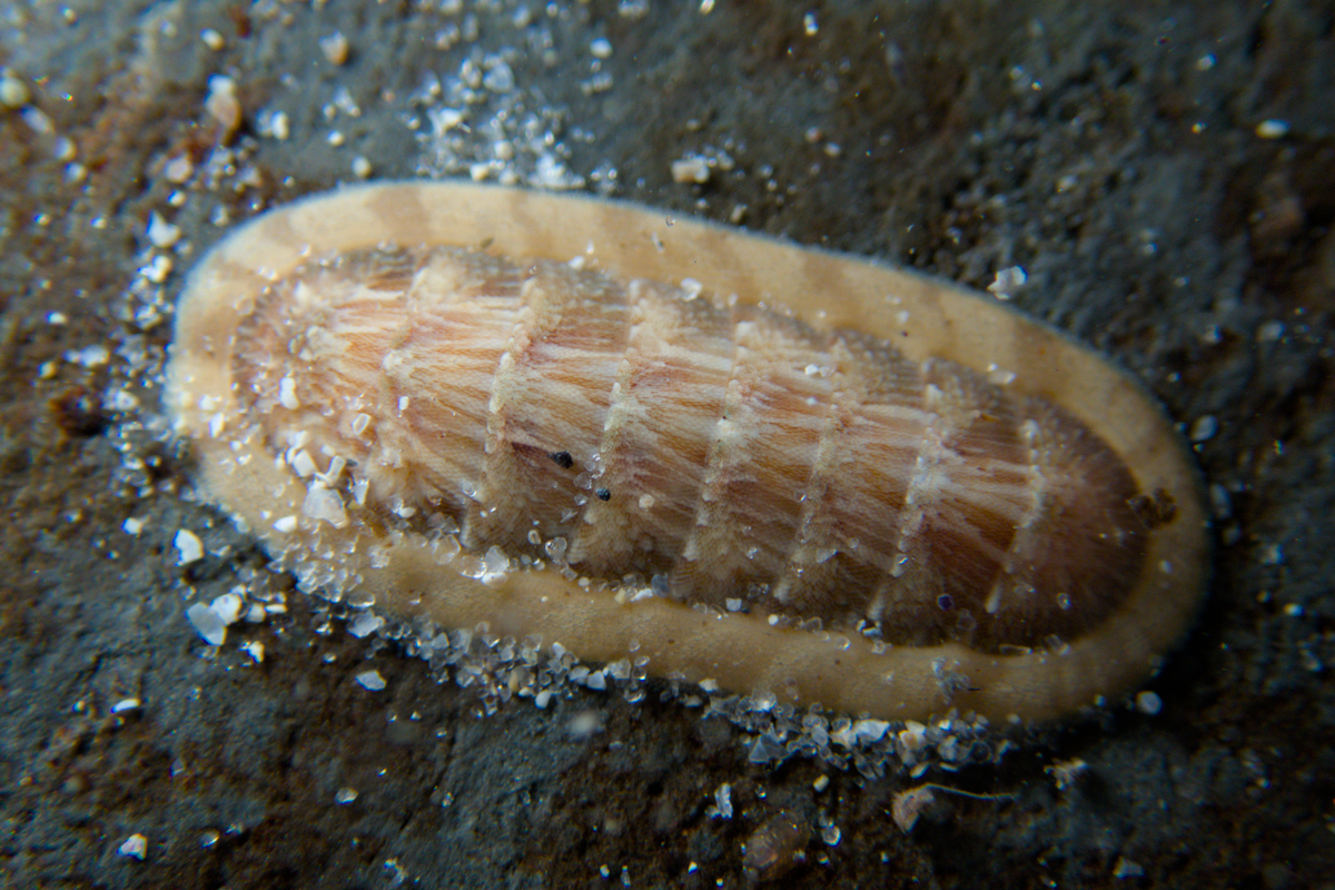 Ischnochiton torri