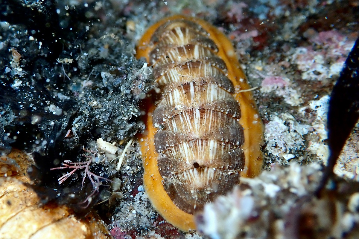 Ischnochiton torri