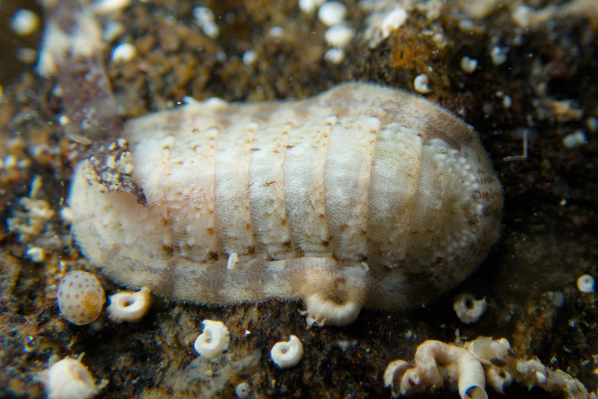 Ischnochiton variegatus