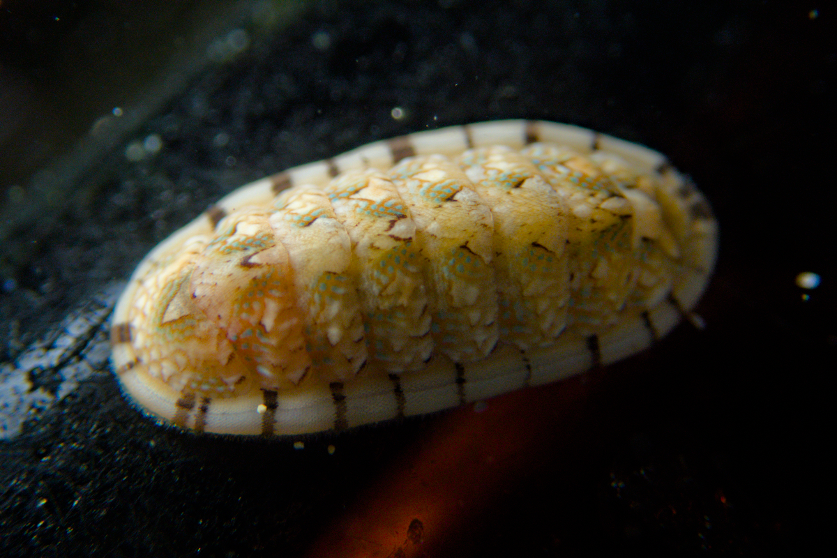 Ischnochiton virgatus