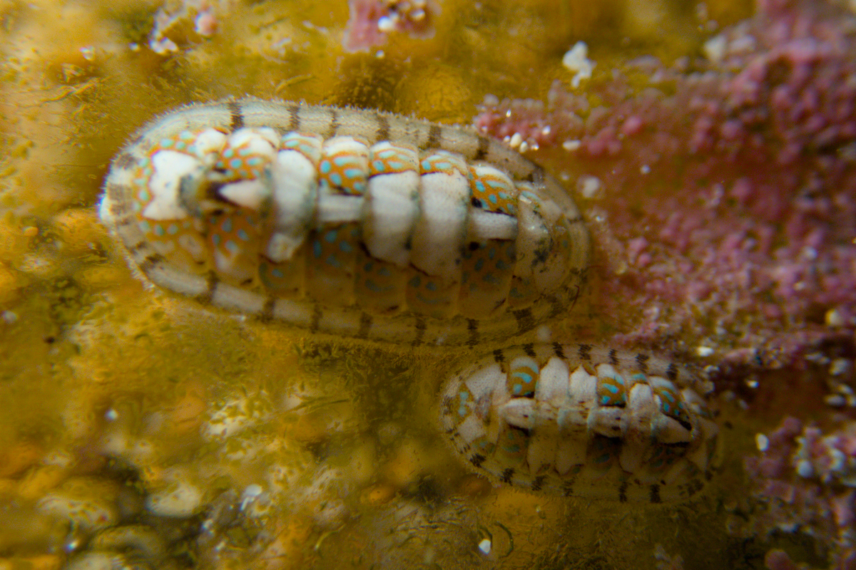 Ischnochiton virgatus