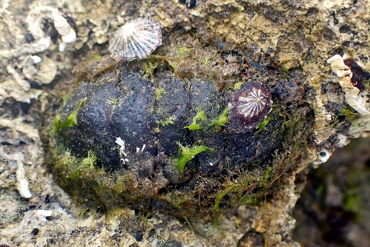 Plaxiphora albida