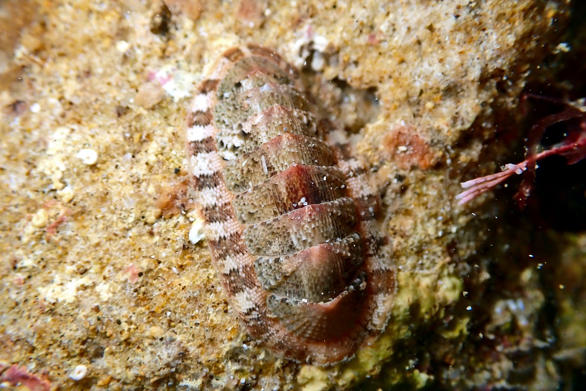 Rhyssoplax tricostalis