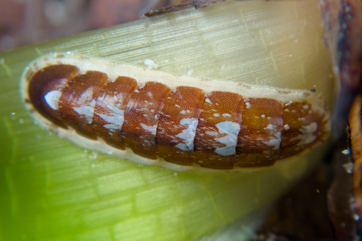 Stenochiton longicymba