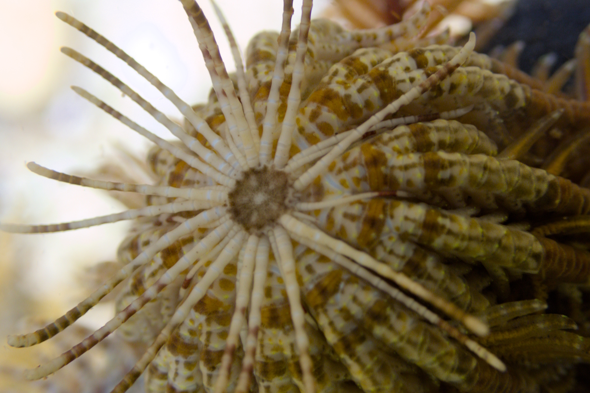 Cenolia tasmaniae