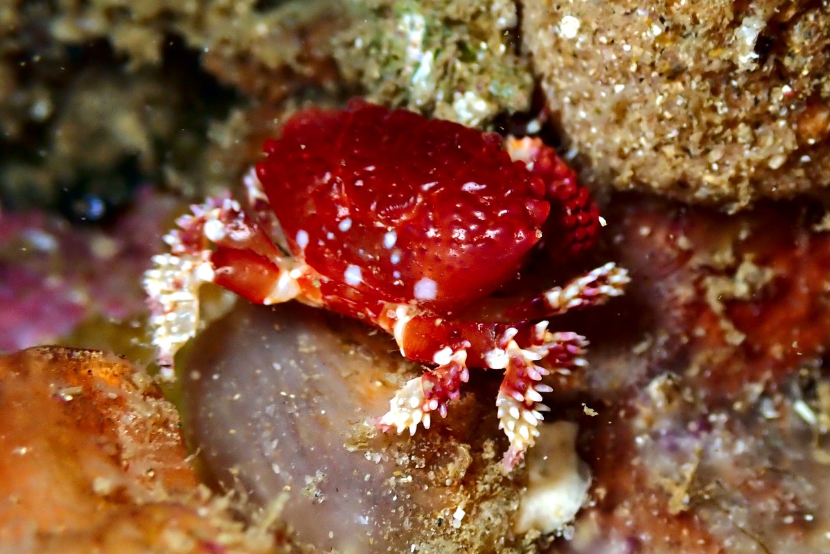 Actaea peronii - Thorn-Legged Crab