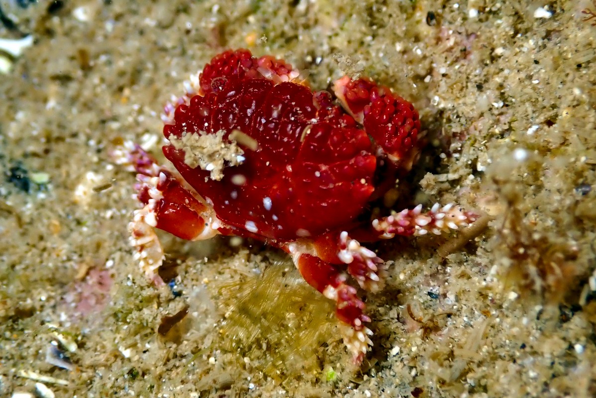 Actaea peronii - Thorn-Legged Crab