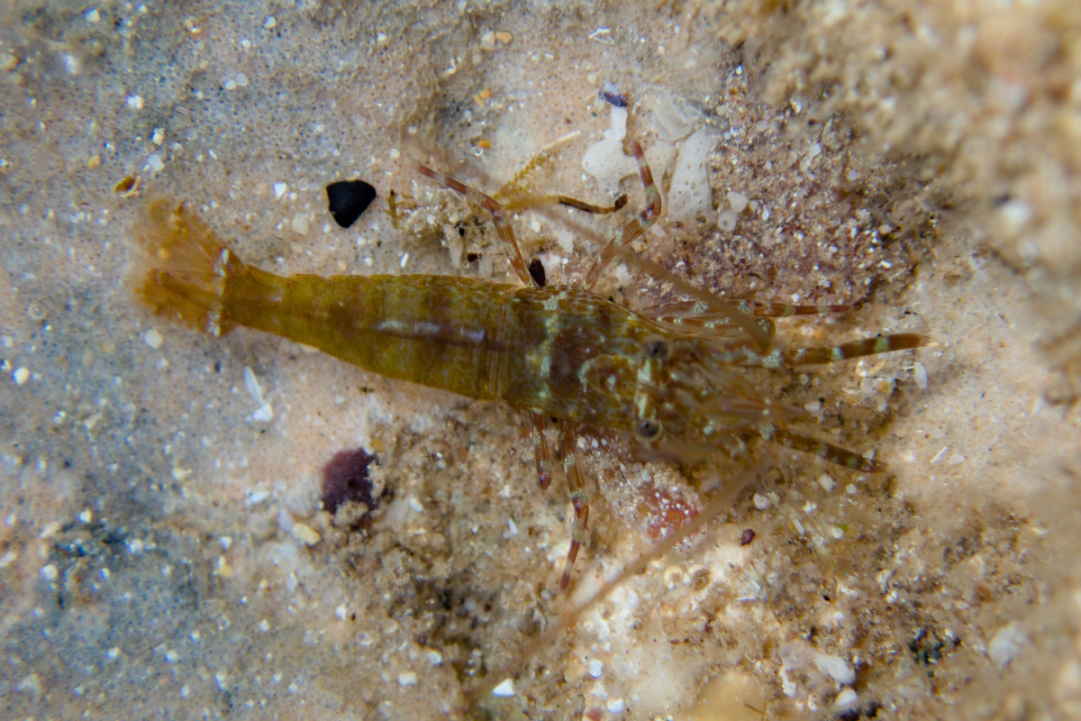 Alope orientalis - Bald Shrimp