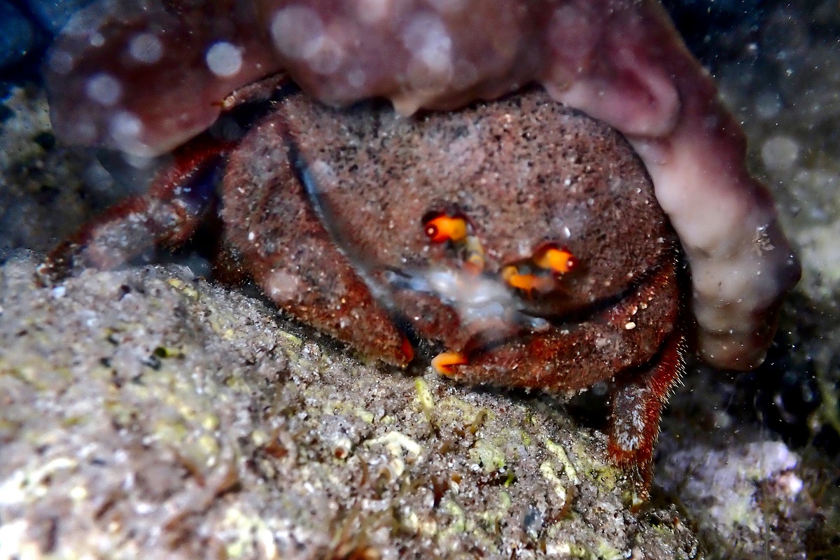 Austrodromidia octodentata - Bristled Sponge Crab