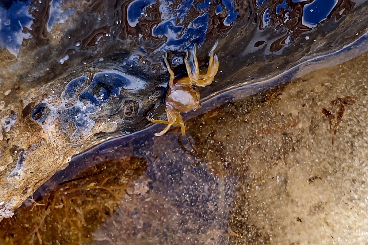 Bellidilia laevis - Smooth Pebble Crab