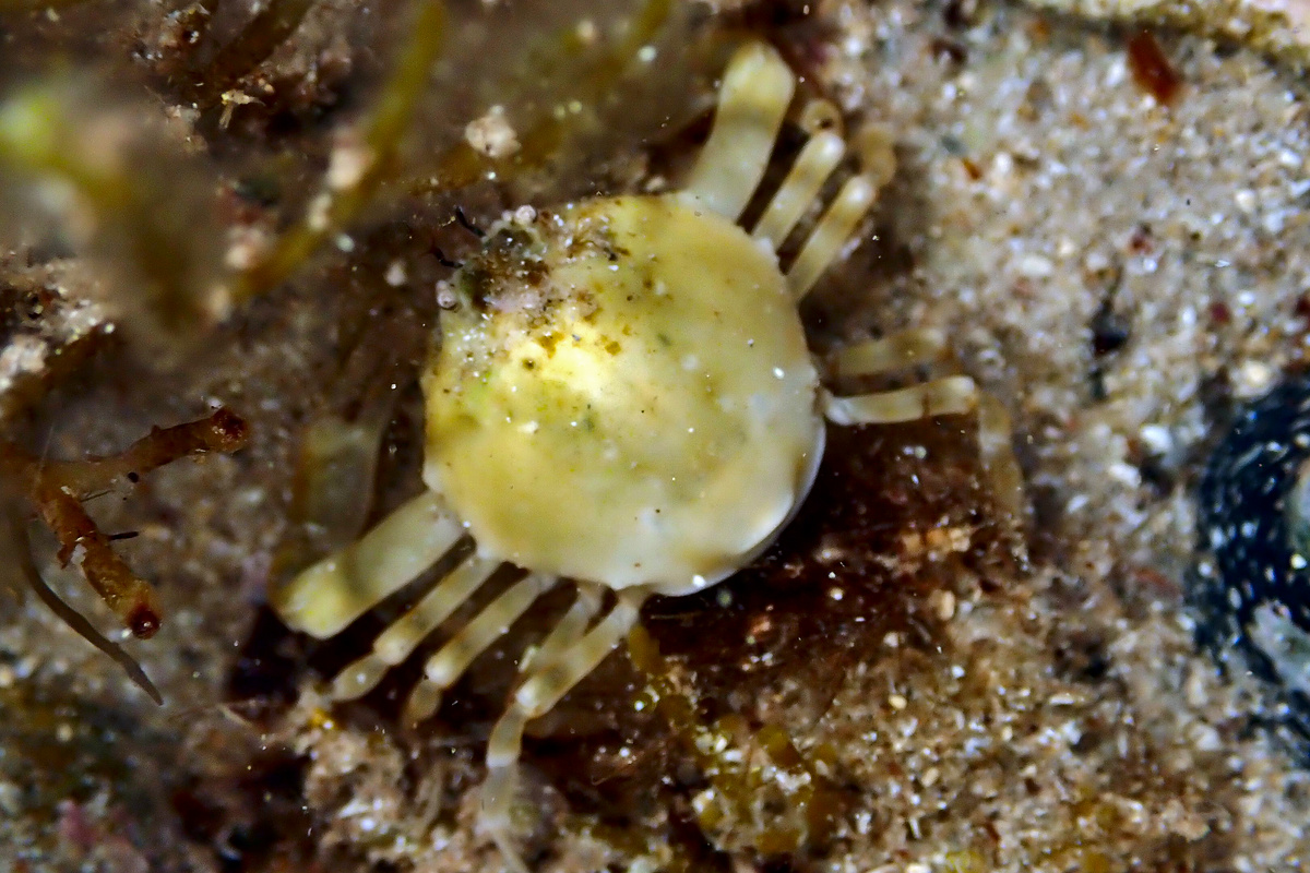 Bellidilia laevis - Smooth Pebble Crab