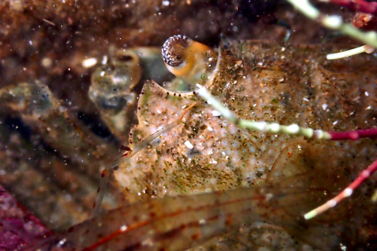 Brachynotus spinosus - Little Shore Crab
