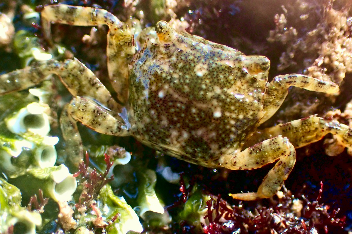 Brachynotus spinosus - Little Shore Crab