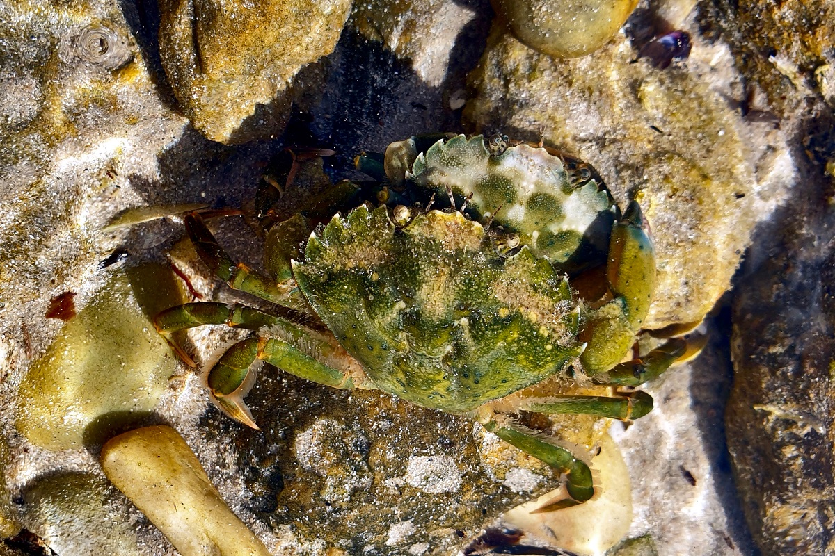 Carcinus maenas - European Green Crab
