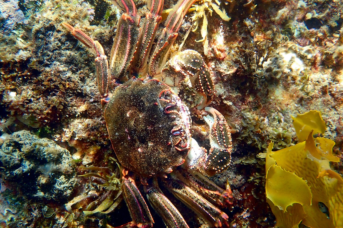 Guinusia chabrus - Cleft-Fronted Shore Crab