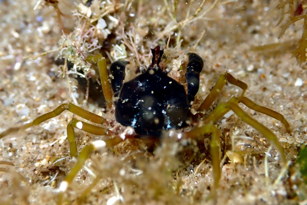 Halicarcinus ovatus - Three-Pronged Flat Spider Crab