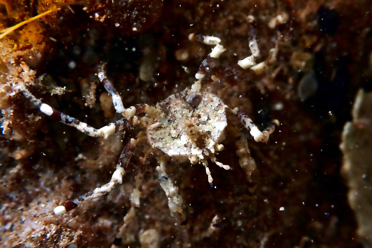 Halicarcinus ovatus - Three-Pronged Flat Spider Crab