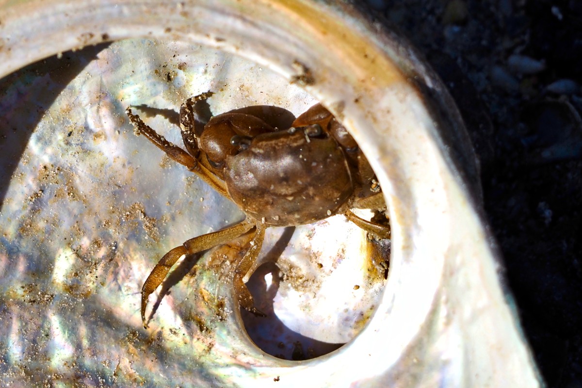 Helograpsus haswellianus - Haswell's Shore Crab