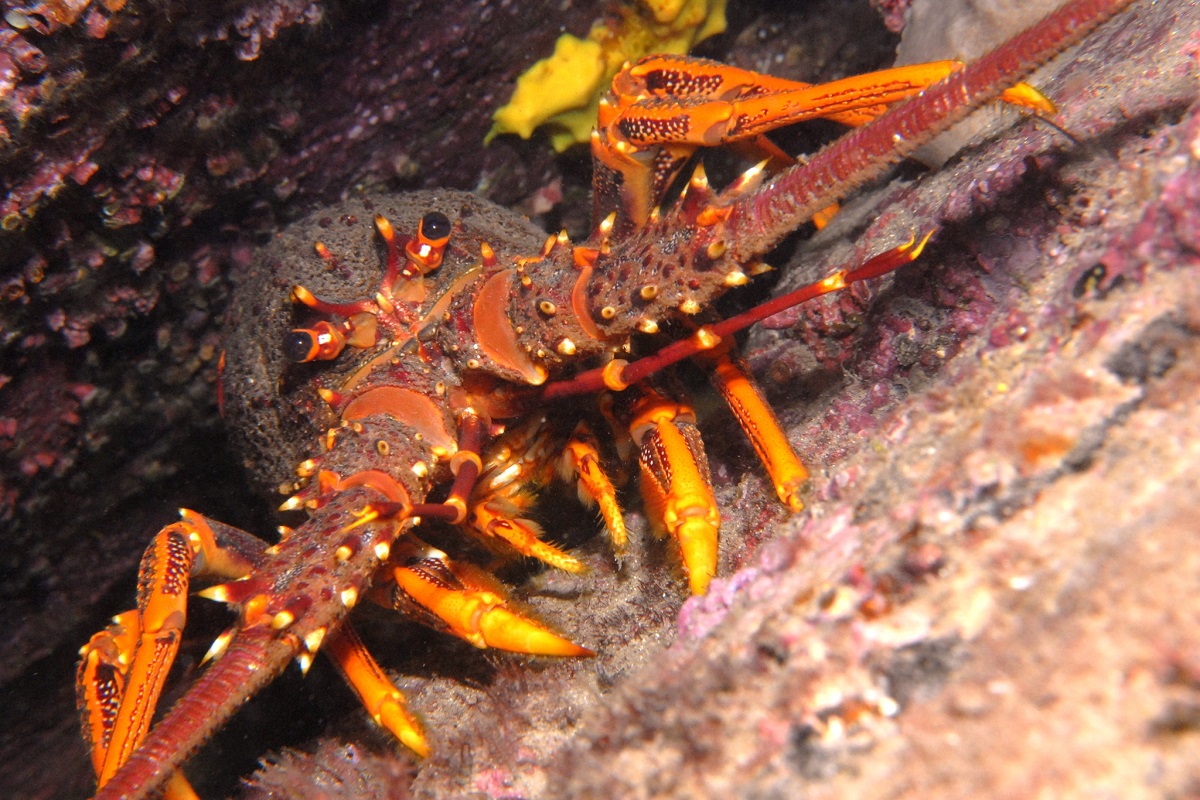 Jasus edwardsii - Southern Rock Lobster