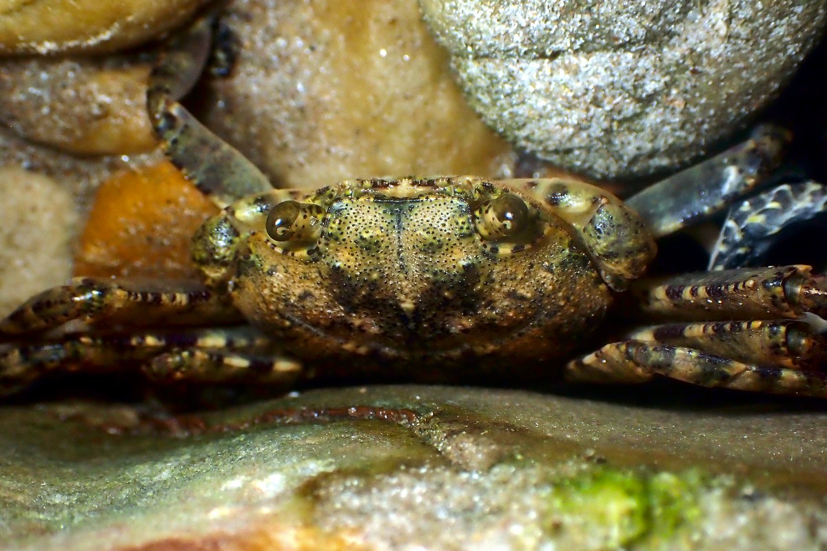 Leptograpsodes octodentatus - Burrowing Shore Crab