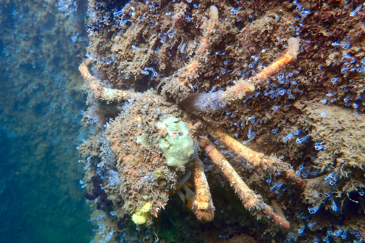 Leptomithrax gaimardii - Great Spider Crab