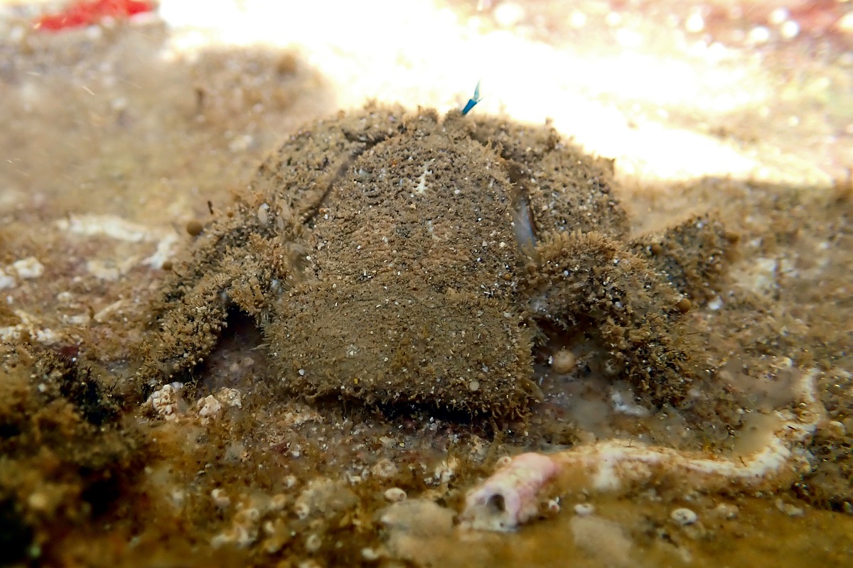 Lomis hirta - Hairy Stone Crab