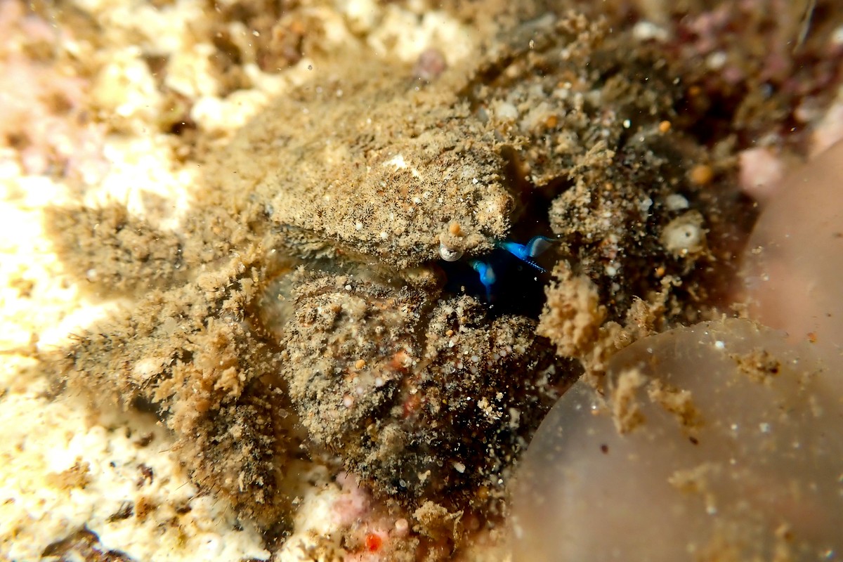 Lomis hirta - Hairy Stone Crab