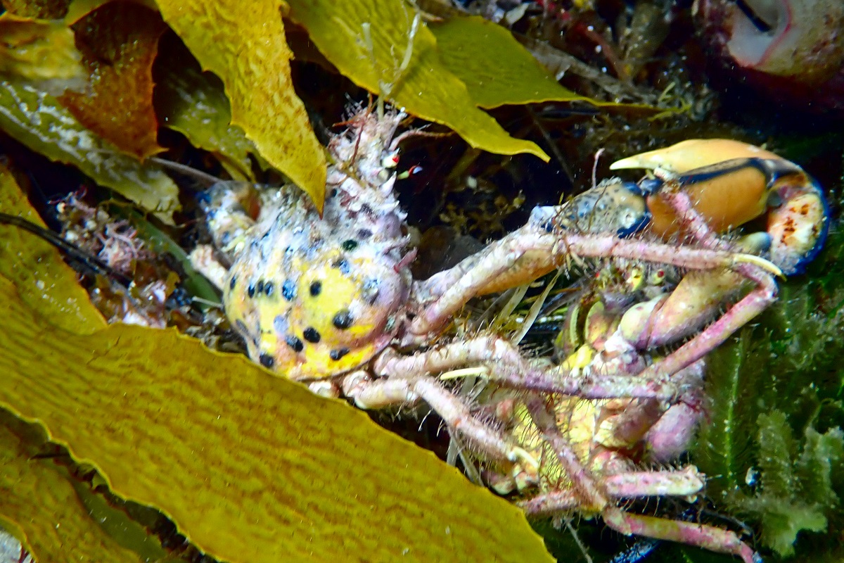Naxia aurita - Golden Decorator Crab