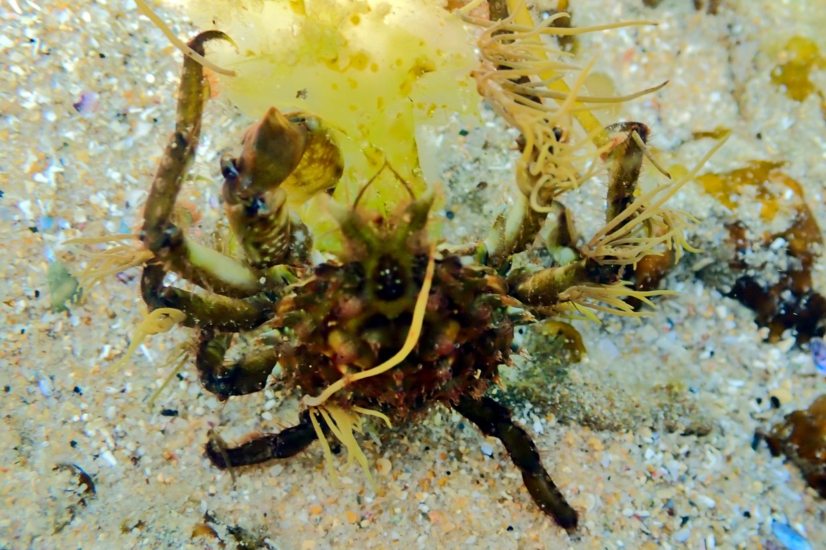 Naxia tumida - Little Decorator Crab