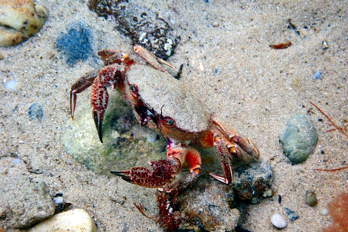 Nectocarcinus integrifrons - Rough Rock Crab