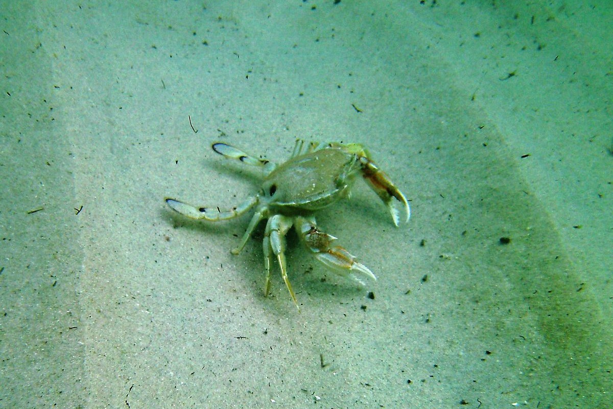 Ovalipes australiensis - Common Sand Crab
