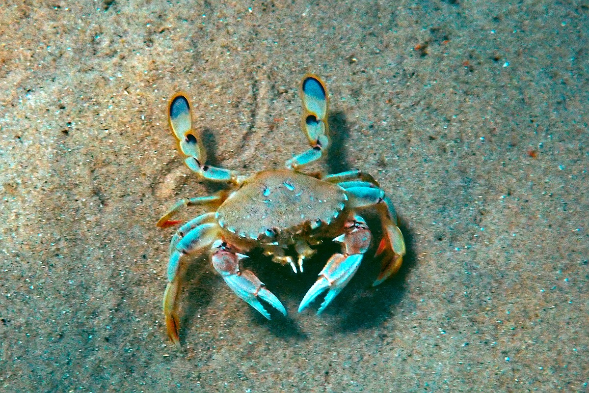 Ovalipes australiensis - Common Sand Crab
