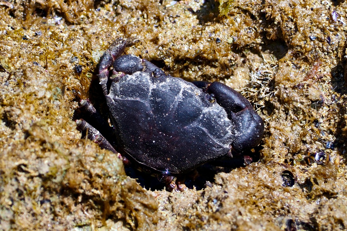 Ozius truncatus - Reef Crab