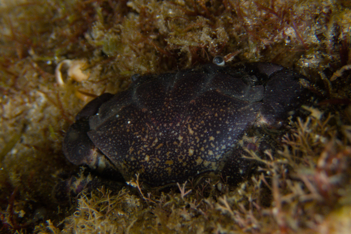 Ozius truncatus - Reef Crab