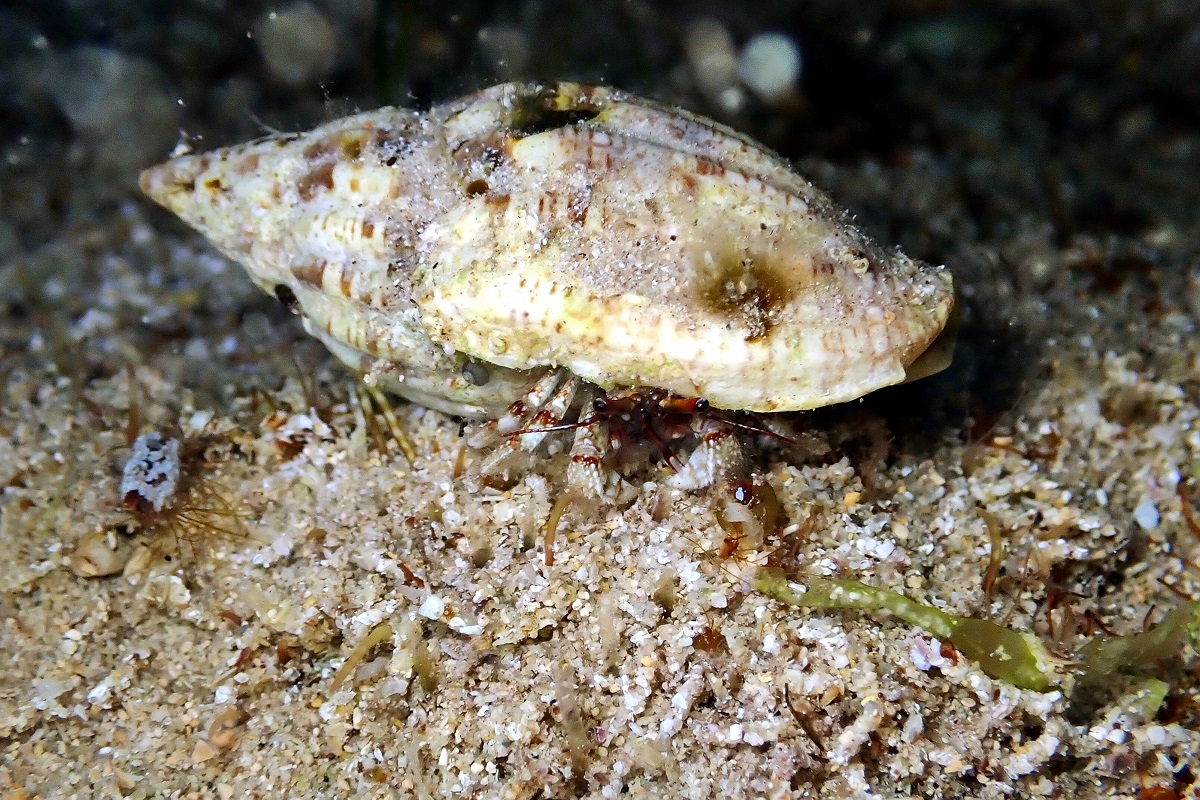 Paguristes brevirostris - Southern Hermit Crab