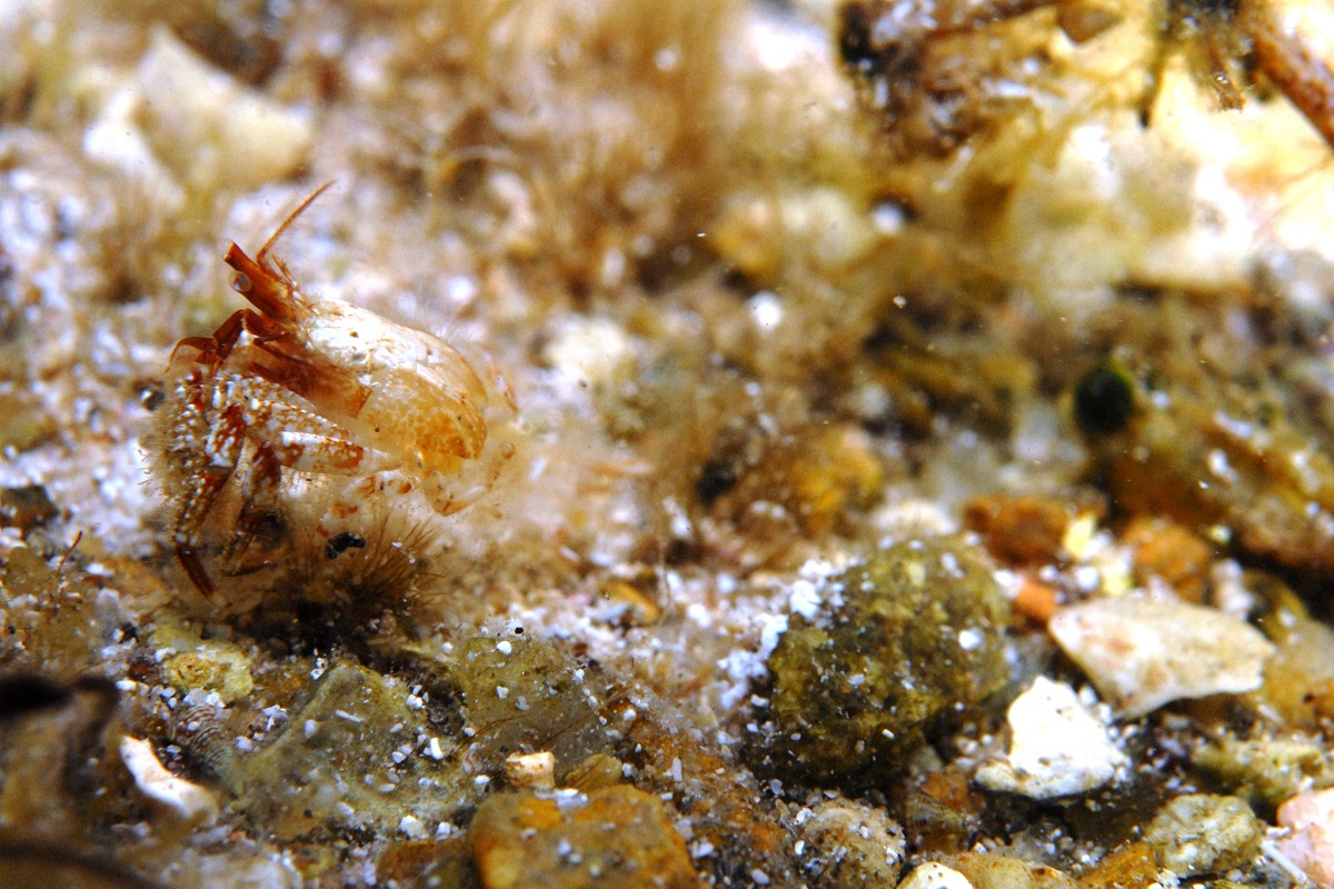Paguristes brevirostris - Southern Hermit Crab