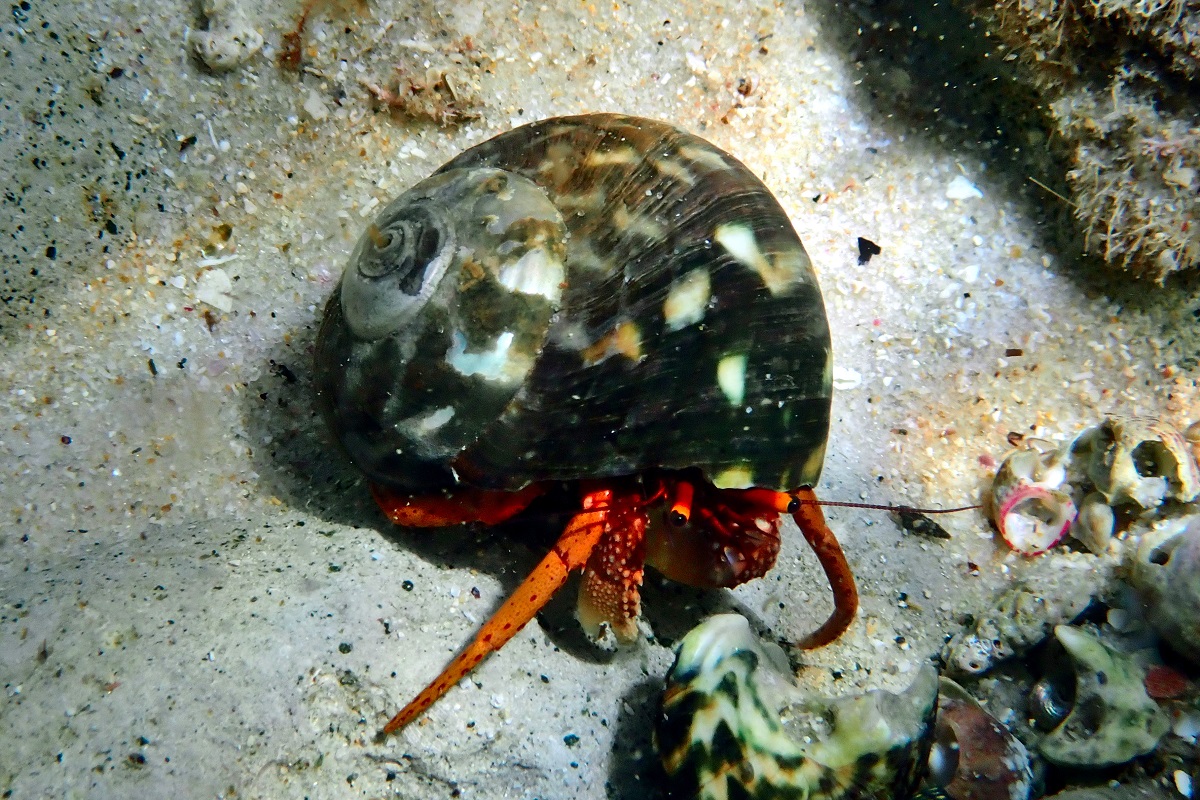 Paguristes frontalis - Common Hermit Crab