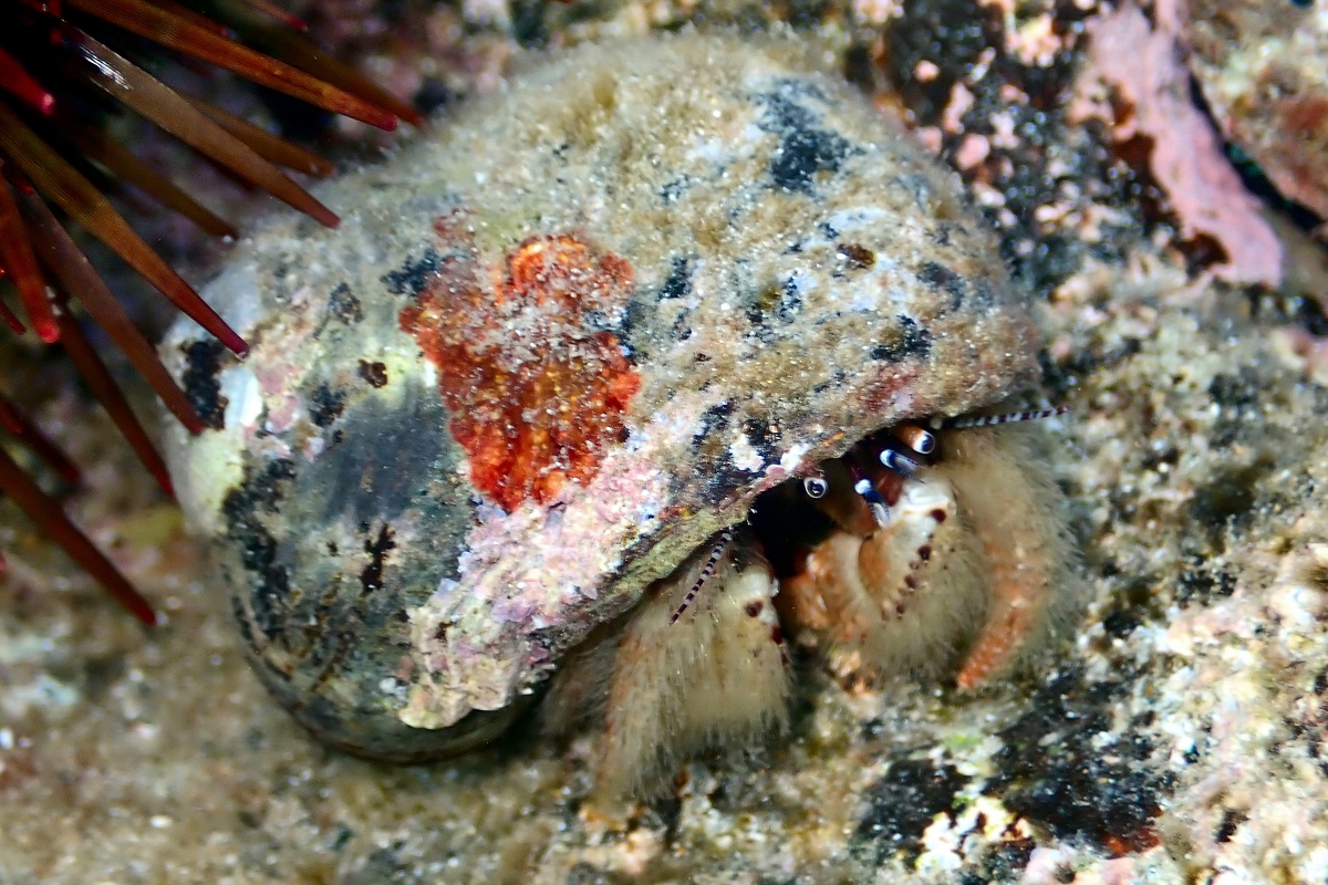 Paguristes sulcatus - Hairy-Legged Hermit Crab