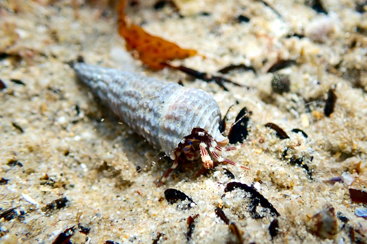 Pagurixus handrecki - Clarrie's Hermit Crab
