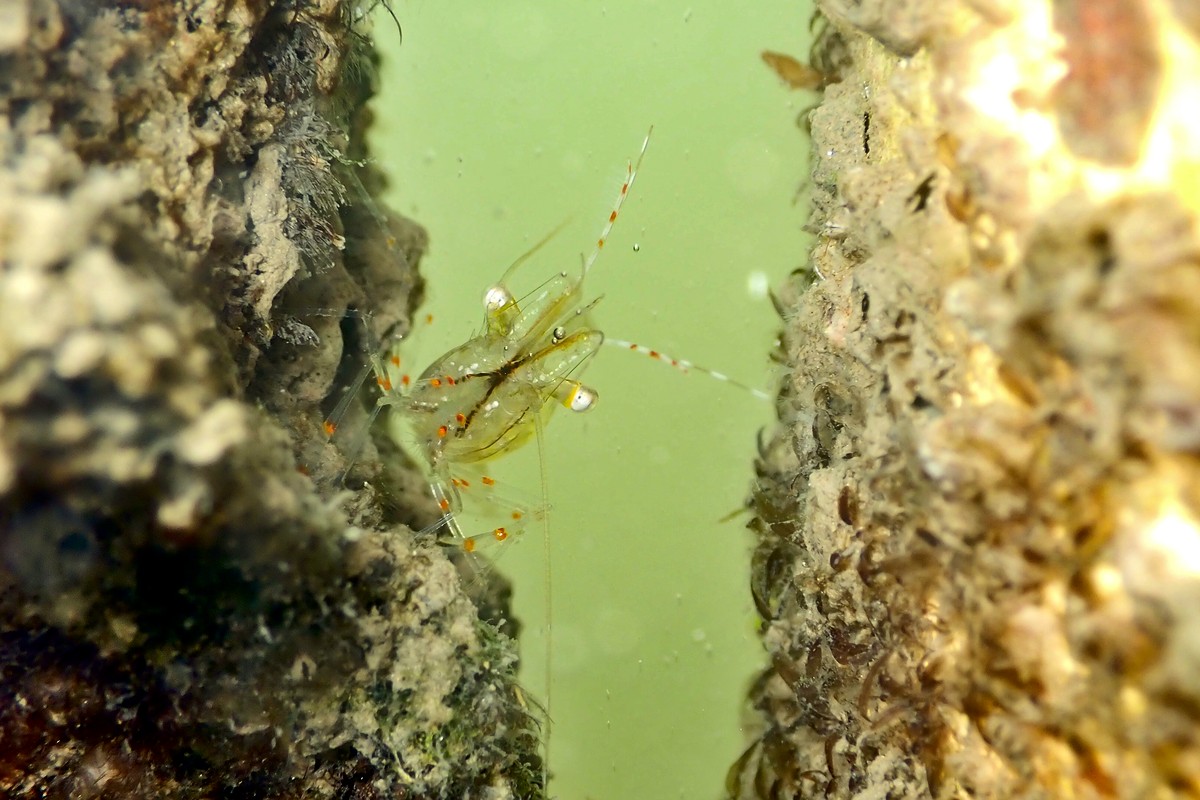 Palaemon intermedius - Striped Shrimp