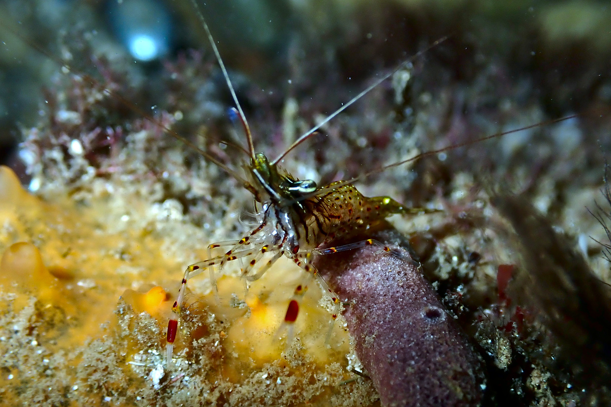 Palaemon serenus - Rock-Pool Shrimp